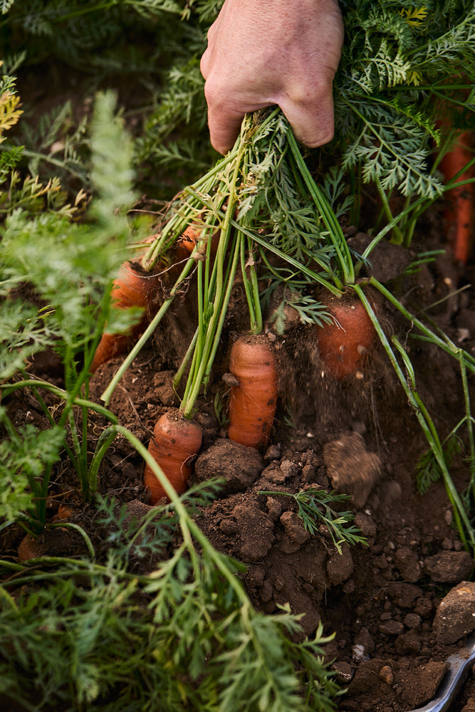 Grown on Great British farms